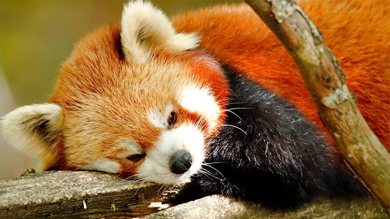 Firefox